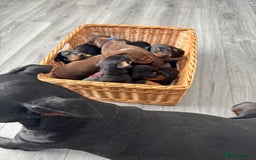 Dobermann dogs for sale: Doberman pups - Image 11