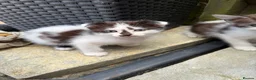 Mixed Breed cats for sale: Beautiful kittens for sale  - Advert 8