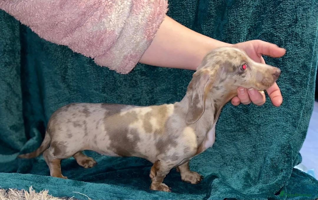 Miniature Dachshund dogs for sale: Miniature Dachshunds - Advert 5