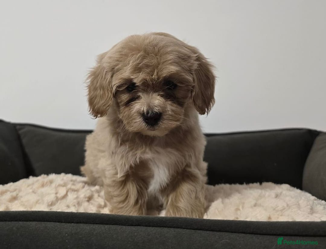Maltipoo dogs for sale: Maltipoo Puppies – 3 Girls & 3 Boys - Image 11