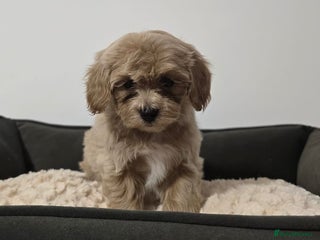 Maltipoo dogs - Advert 1