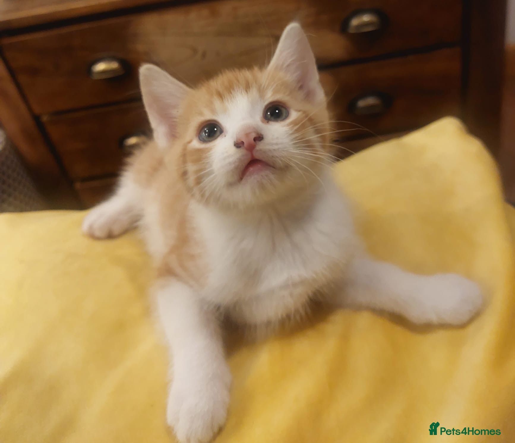 Mixed Breed cats Adorable Kittens for Sale – Used to Dogs 🐱❤️ - Advert 1