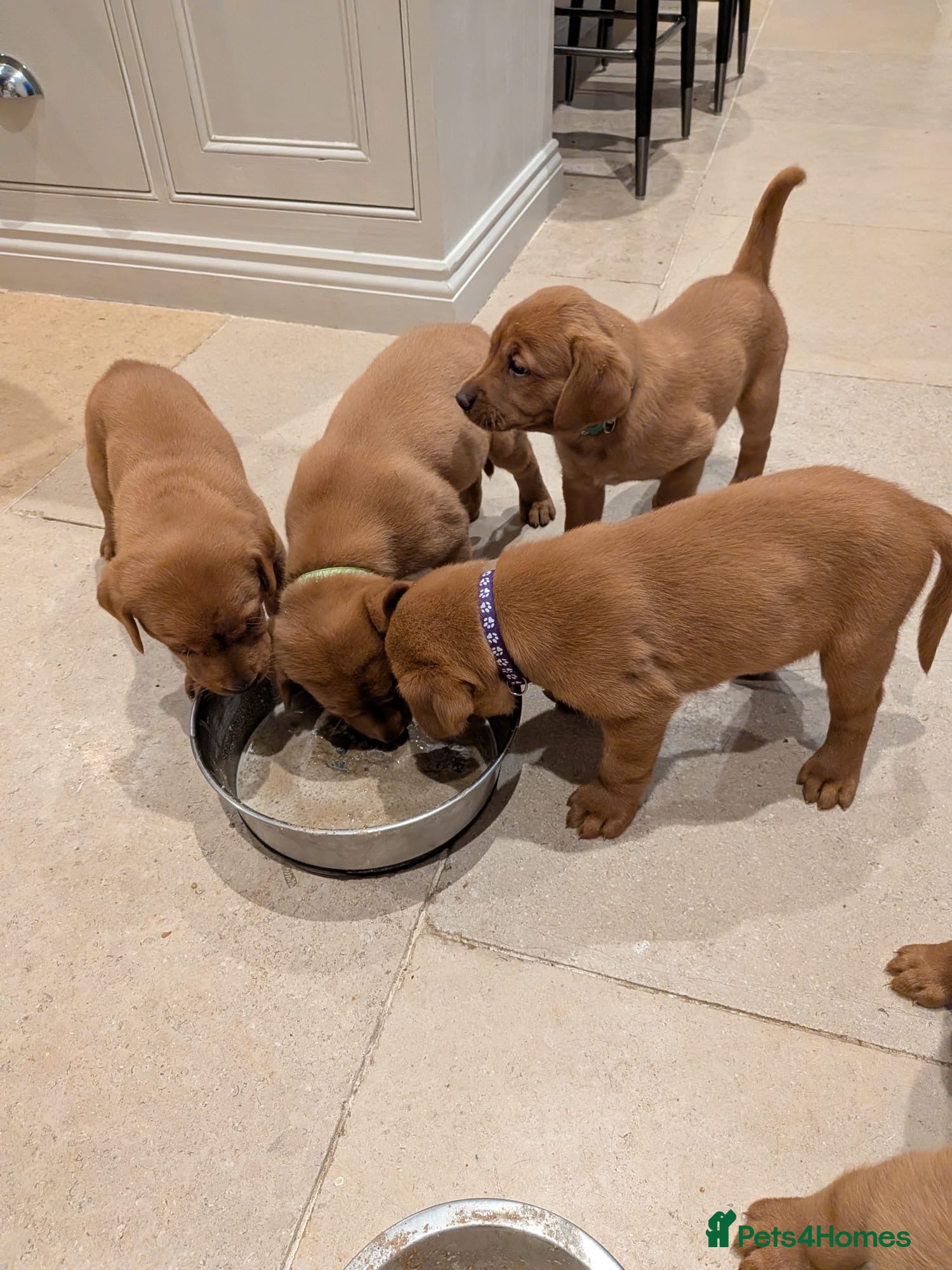 Labrador Retriever dogs KC Registered Fox Red Labrador Puppies - Advert 2