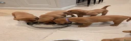 Labrador Retriever dogs for sale: KC Registered Fox Red Labrador Puppies in Cambridge - Advert 2