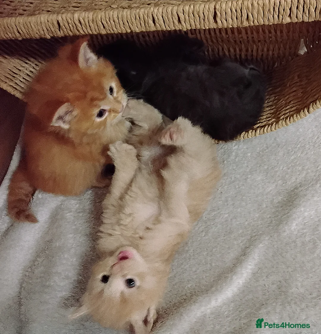 Maine Coon cats for sale: Exceptional Maine Coon kittens available - Advert 4