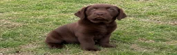 Labrador Retriever dogs for sale: Labrador Retriever puppies  in Sutton Coldfield - Advert 3