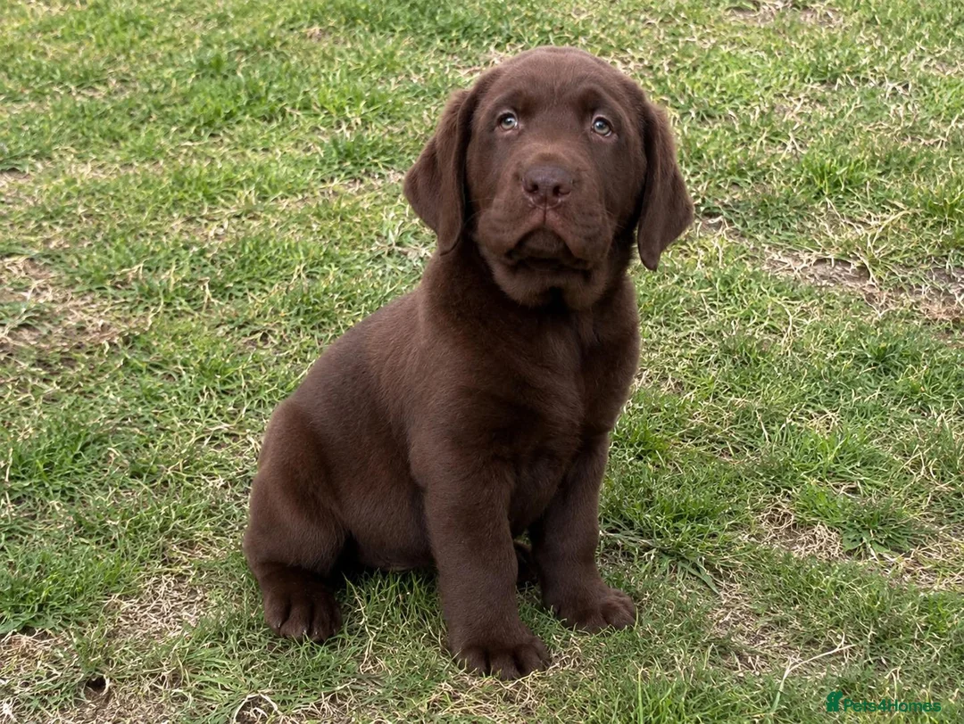Labrador Retriever dogs for sale: Labrador Retriever puppies  in Sutton Coldfield - Advert 3
