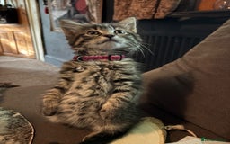 Mixed Breed cats for sale: Mixed long hair female and two males  - Image 2