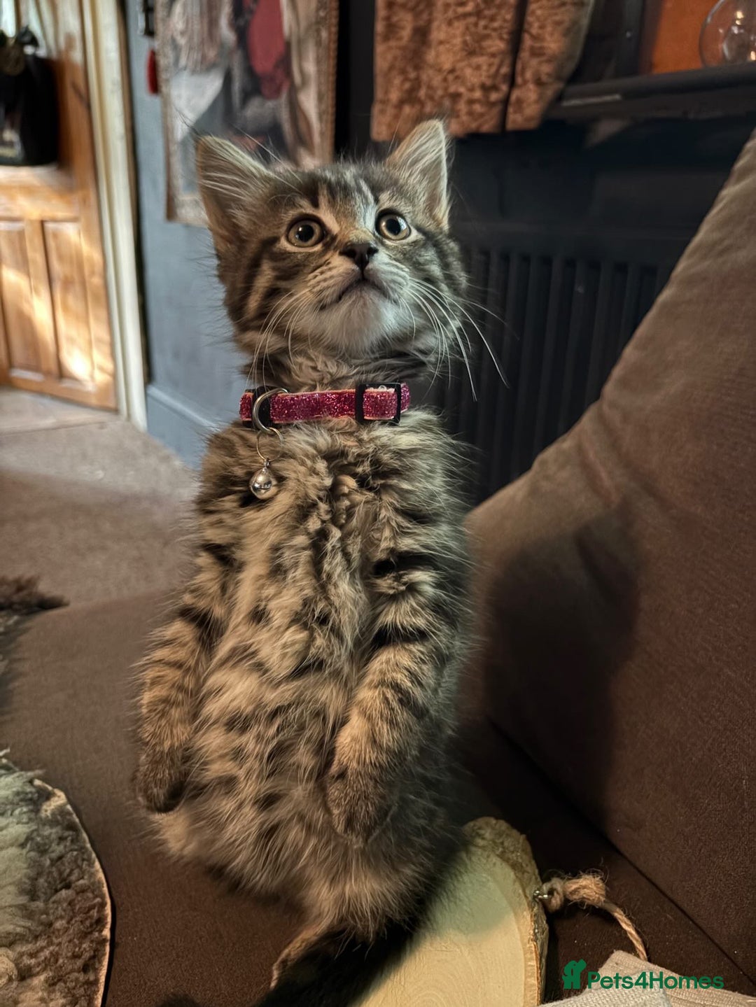 Mixed Breed cats for sale: Mixed long hair female and two males  - Image 2