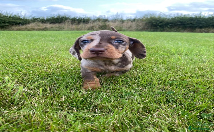 Miniature Dachshund dogs - Advert 17