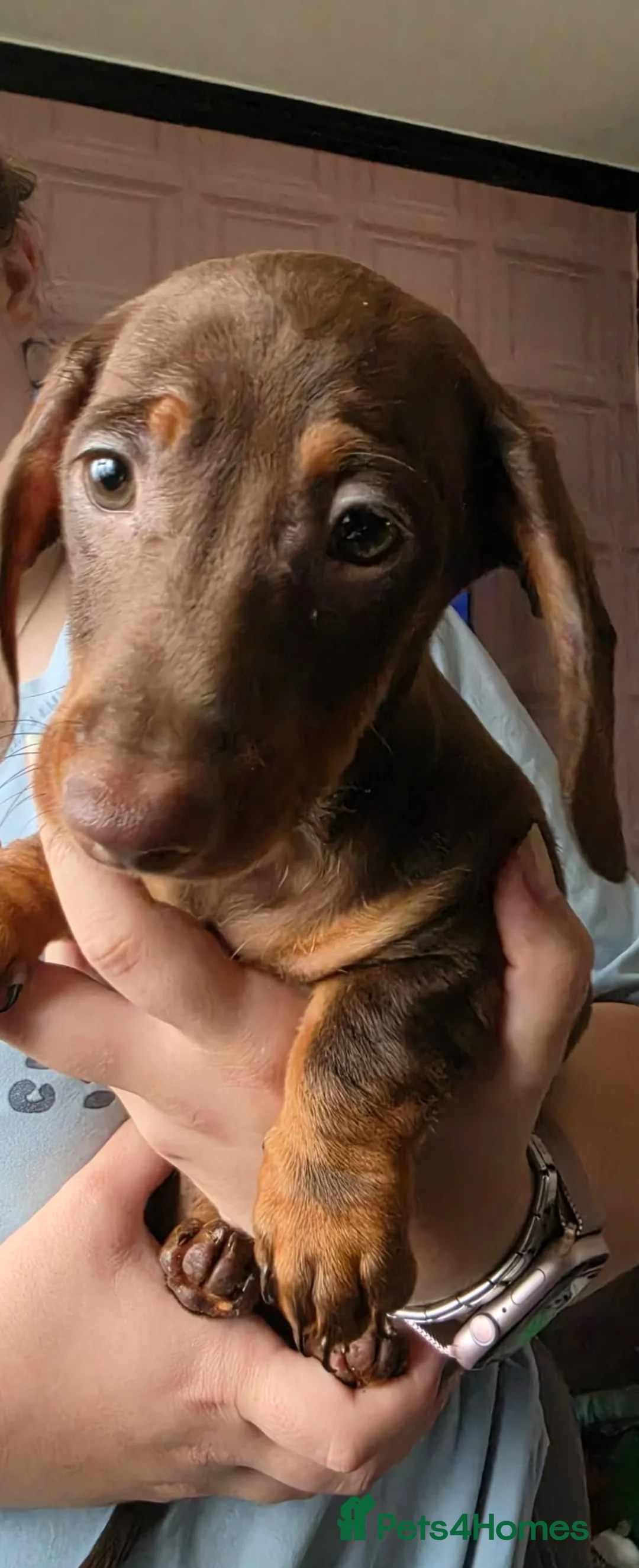 Miniature Dachshund dogs for sale: 3 beautiful girl miniature dachshund puppies - Advert 4