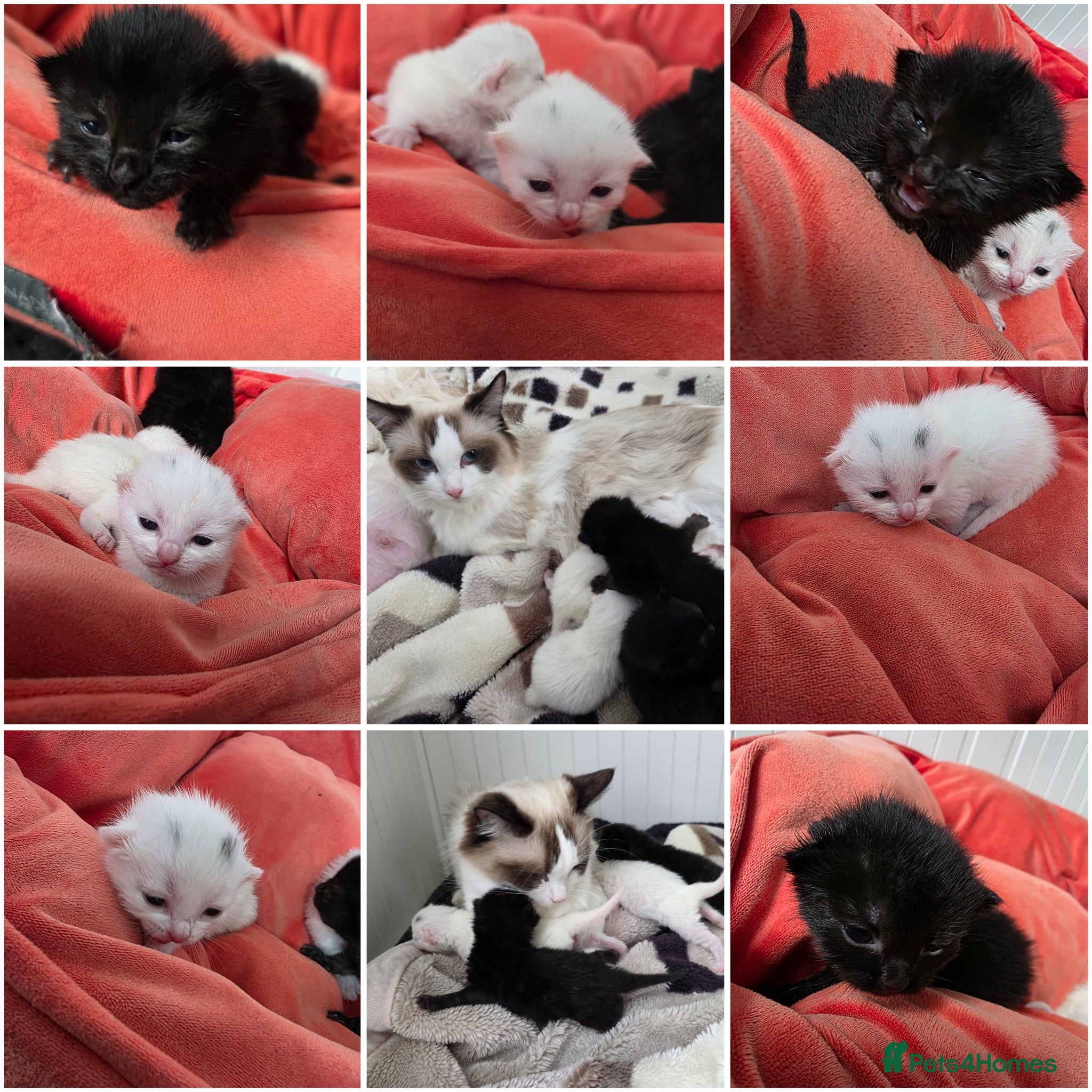 Mixed Breed cats Kittens😻Ragdoll mom x mixed breed dad😺 - Advert 4