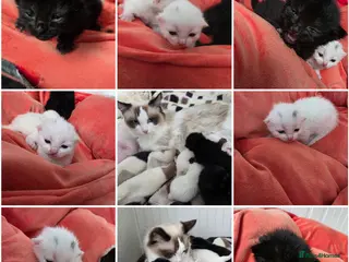 Mixed Breed cats Kittens😻Ragdoll mom x mixed breed dad😺 - Advert 4