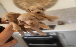Cockapoo dogs for sale: F1B Cockapoo puppy's x6 stunning colours - Image 3