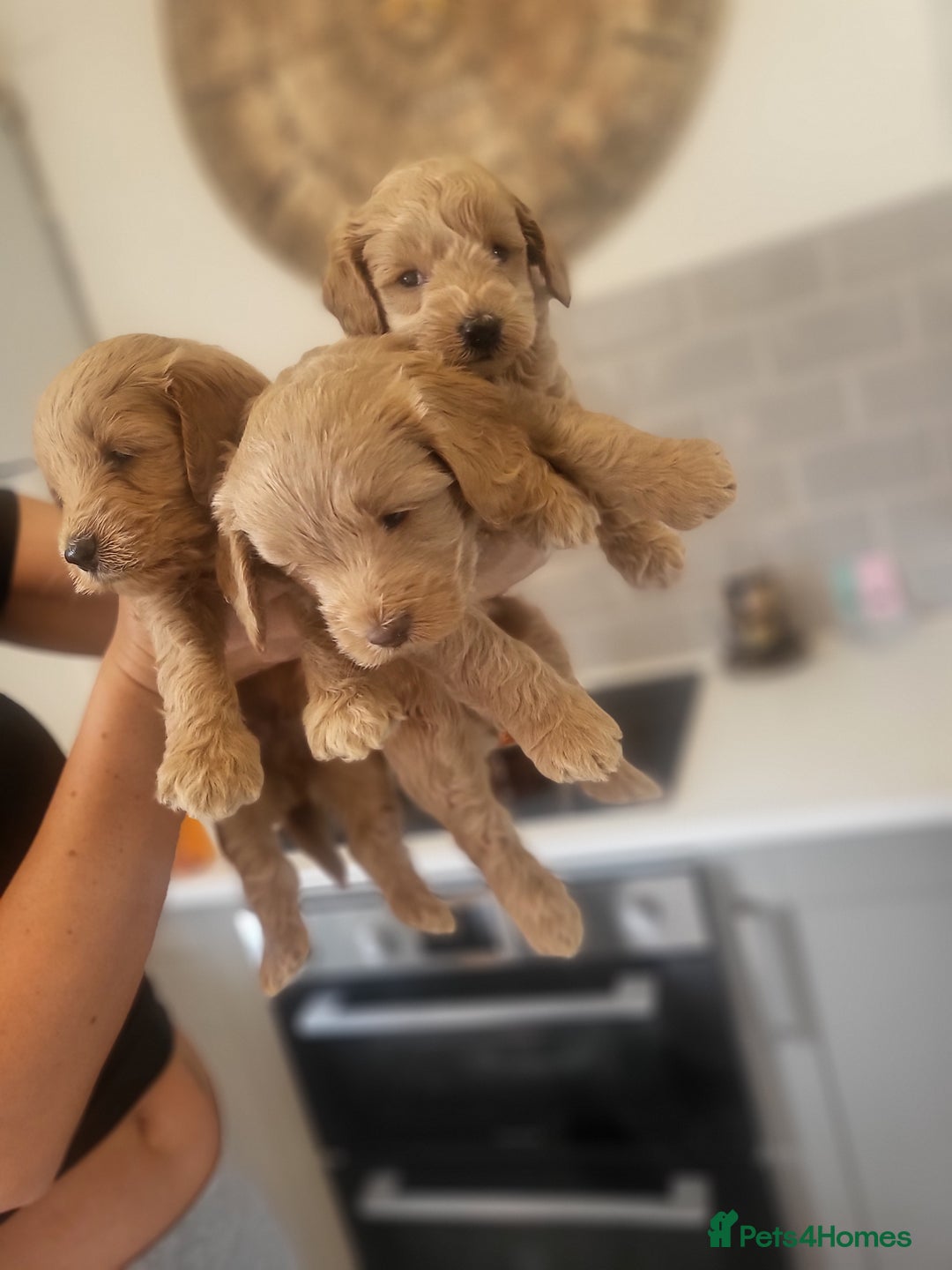 Cockapoo dogs for sale: F1B Cockapoo puppy's x6 stunning colours - Image 3
