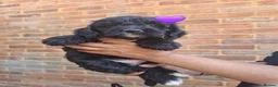 Cockapoo dogs for sale: Gorgeous F1 Cockapoo Pups  in Bexhill-on-Sea - Advert 5