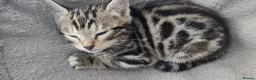 Bengal cats for sale: Bengal Mixed Kittens - Advert 8