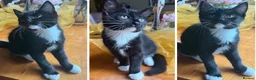Mixed Breed cats for sale: Maine Coon Mixed Kittens Tabby & Tuxedo Richmond - Advert 31