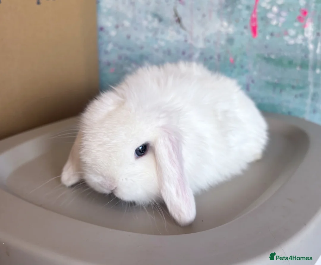 Mini Lop rabbits for sale: 🩷 Beautiful Mini Lop Pair Available 🩷 - Advert 8