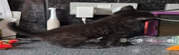 Mixed Breed cats for sale: 2 stunning kittens still available  - Advert 31