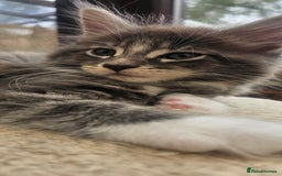 Maine Coon cats for sale: Purebred Maine Coon kittens from pedigree parents  in Lichfield - Image 33
