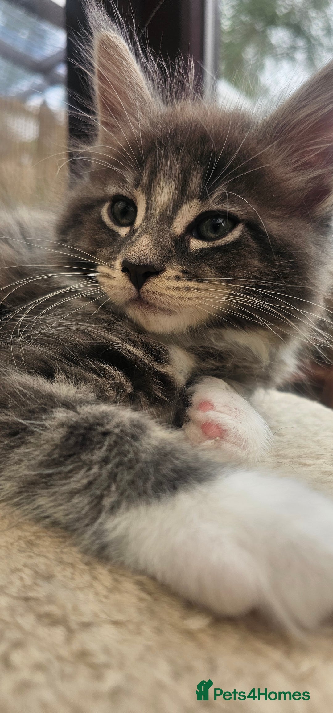 Maine Coon cats for sale: Purebred Maine Coon kittens from pedigree parents  in Lichfield - Image 33