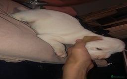 Mixed Breed dogs for sale: Staffy x American bulldog puppies in Bedlington - Image 4