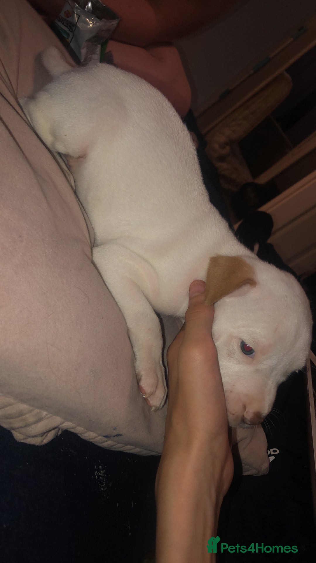 Mixed Breed dogs for sale: Staffy x American bulldog puppies in Bedlington - Image 4