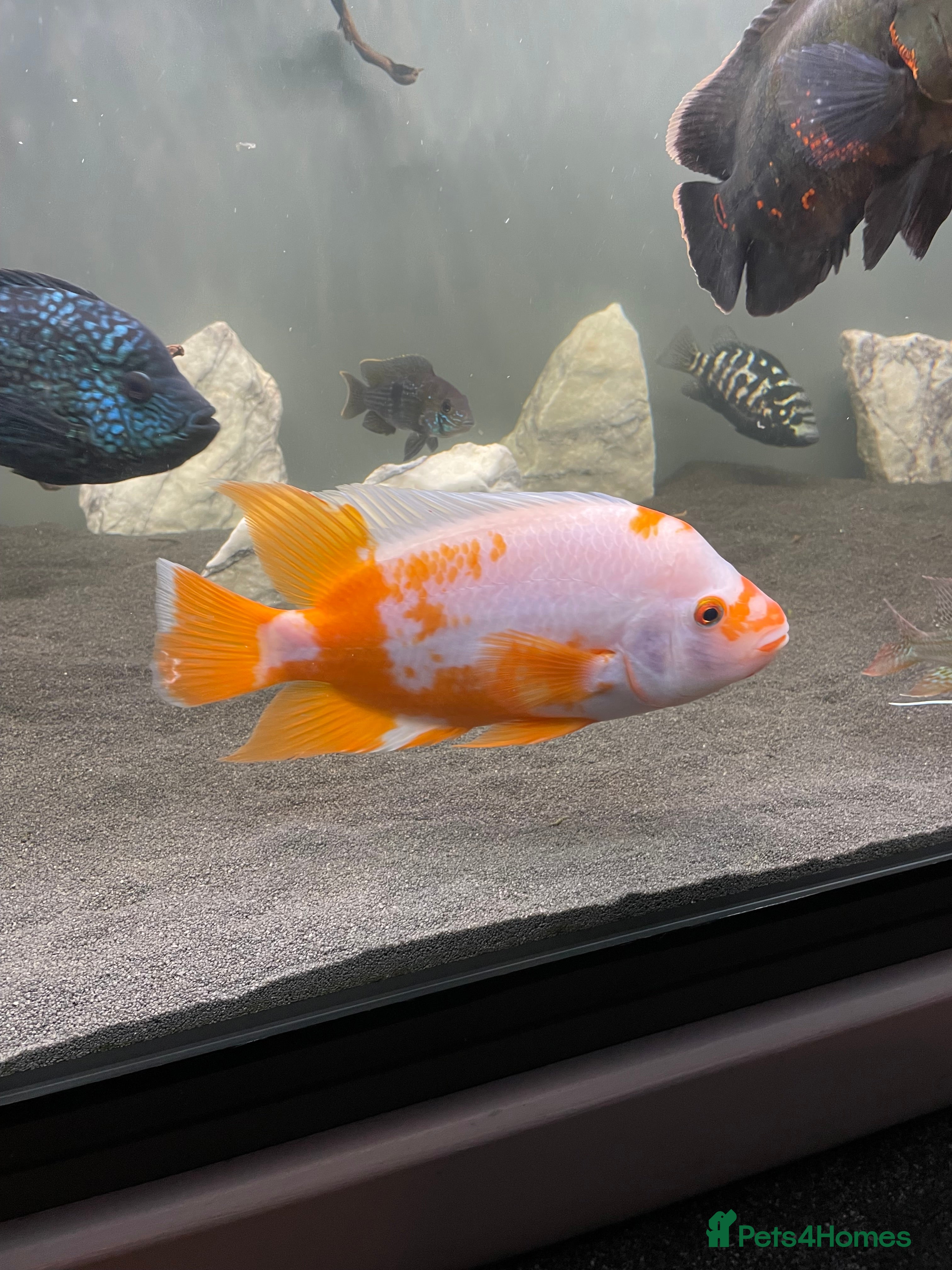 Cichlids fish Jaguare and red devile large  - Advert 1