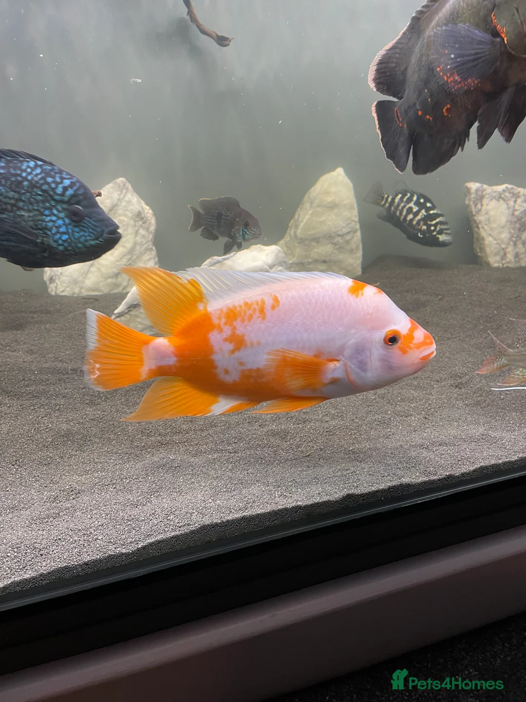 Cichlids fish for sale: Jaguare and red devile large  - Advert 1