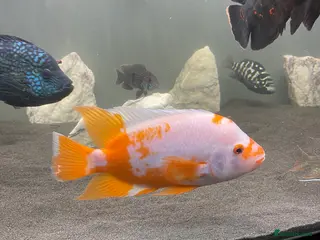 Cichlids fish Jaguare and red devile large - Advert 11