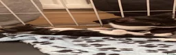 Mixed Breed cats for sale: 2 male kittens left in Barnsley - Advert 3