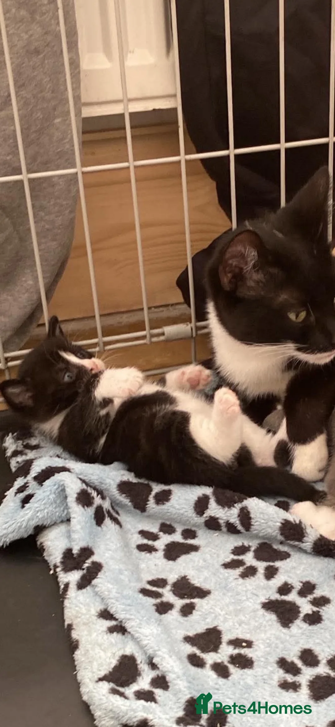 Mixed Breed cats for sale: 2 male kittens left in Barnsley - Advert 3