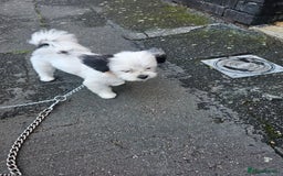 Mi-Ki dogs for sale: Mi-ki beautiful puppies arrived  - Image 4