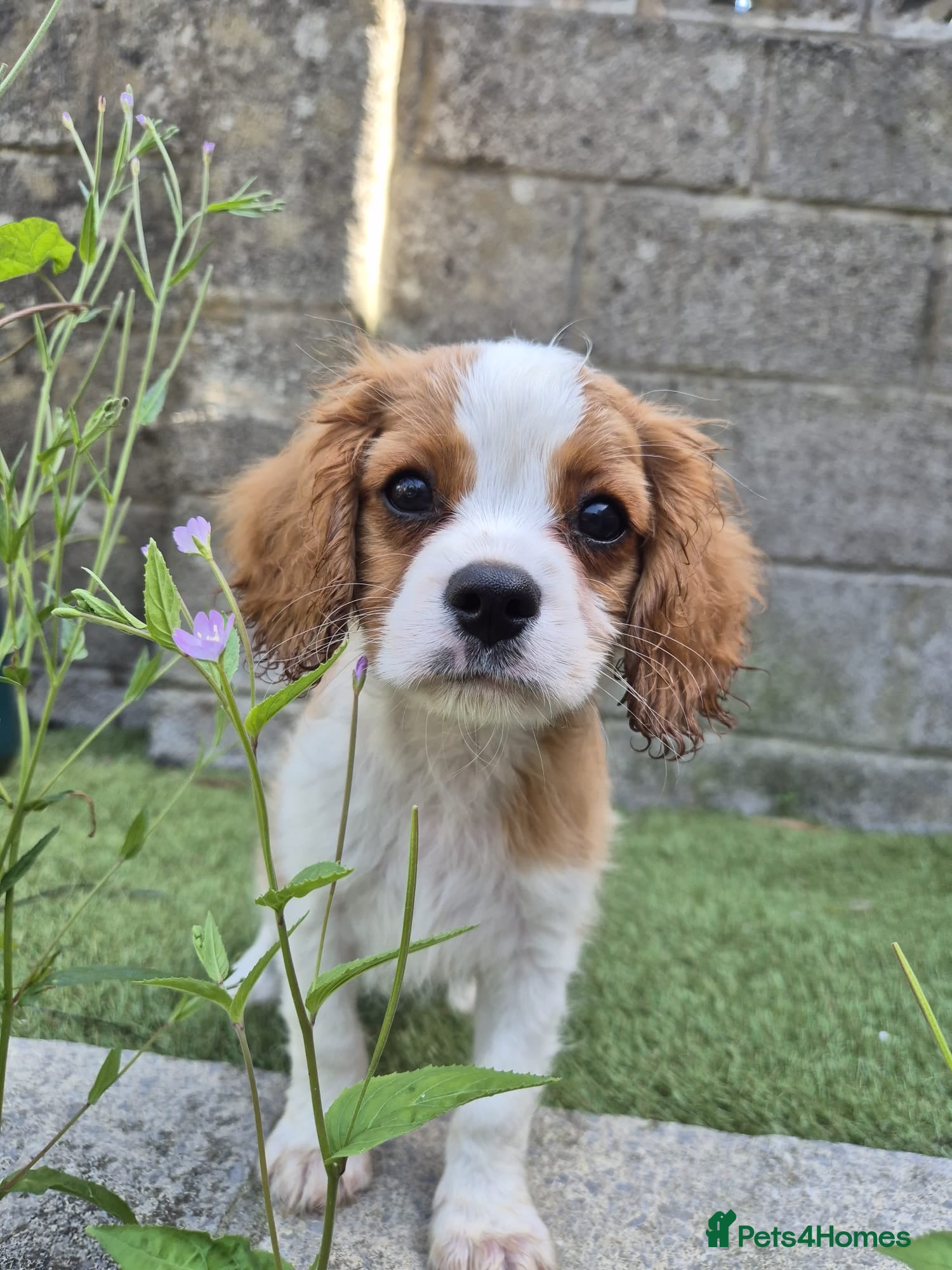 Cavalier King Charles Spaniel dogs Absolutely beautiful King Charles Cavalier puppies - Advert 1