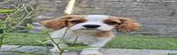 Cavalier King Charles Spaniel dogs for sale: Absolutely beautiful King Charles Cavalier puppies - Advert 3