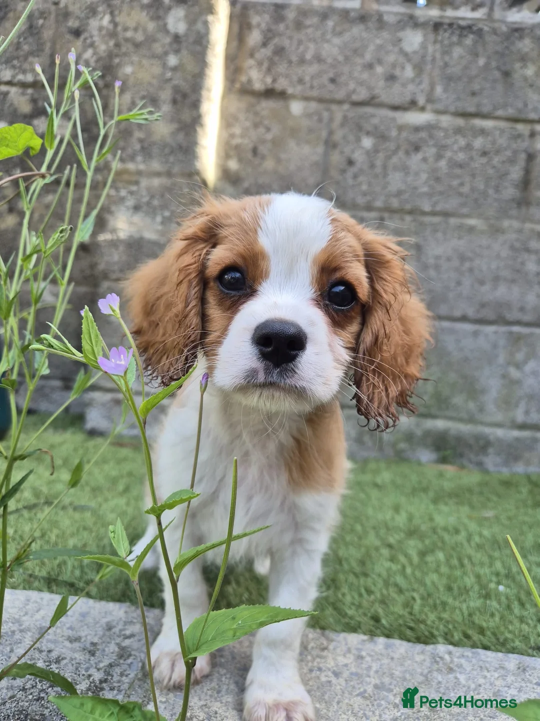 Cavalier King Charles Spaniel dogs for sale: Absolutely beautiful King Charles Cavalier puppies - Advert 2