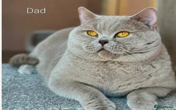 British Shorthair cats for sale: GCCF Lilac Blue & Bicolor quality BSH kittens  - Image 17