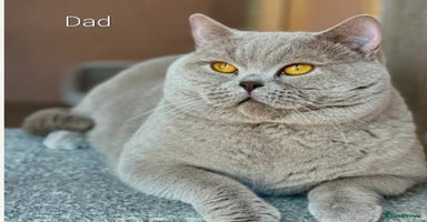 British Shorthair cats - Advert 12