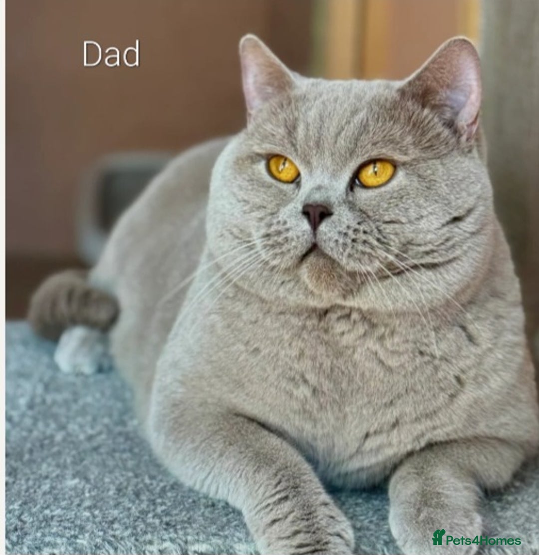 British Shorthair cats for sale: GCCF Lilac Blue & Bicolor quality BSH kittens  - Image 17