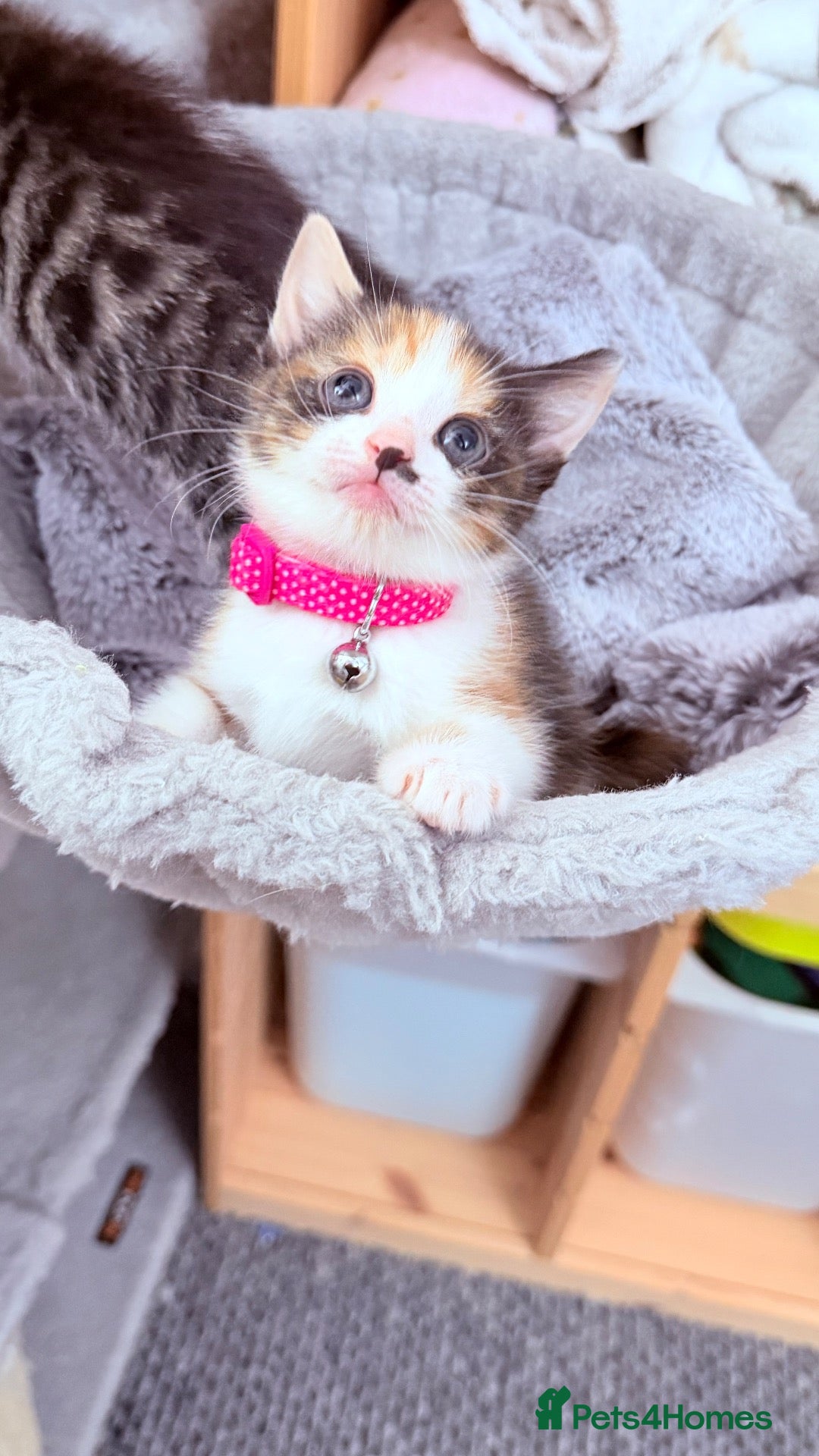 Mixed Breed cats 🩶Ragamuffin crossed Bengal kittens🩶 - Advert 10