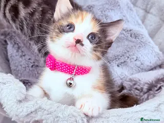 Mixed Breed cats 🩶Ragamuffin crossed Bengal kittens🩶 - Advert 10