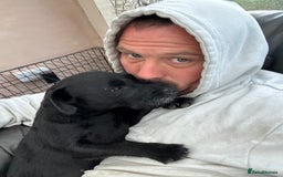 Patterdale Terrier dogs for sale: 7 beautiful Patterdale pups - Image 6