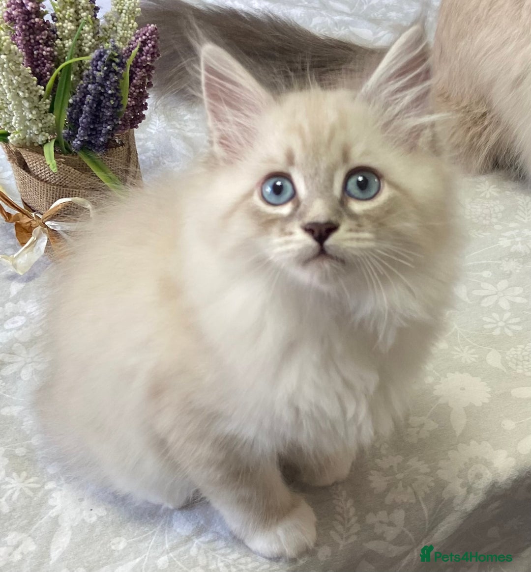 Siberian cats for sale: Siberian kittens   Neva Masquerade White - Image 5