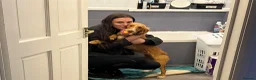 Cocker Spaniel dogs for sale: Cocker spaniel pups  - Advert 14