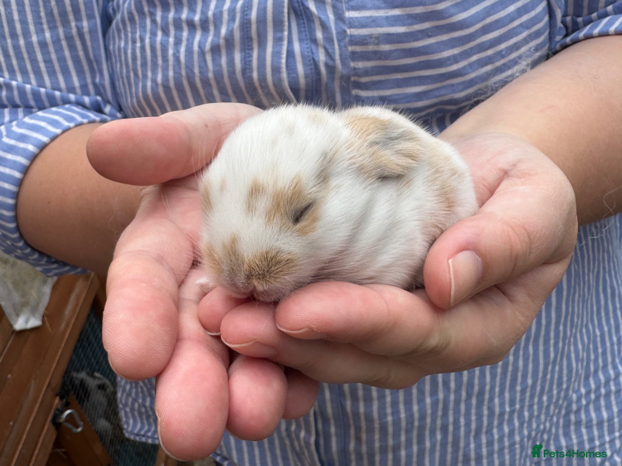 Mini Lop rabbits Beautiful Mini Lops Available to Reserve - Advert 2