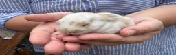 Mini Lop rabbits for sale: Beautiful Mini Lops Available to Reserve - Advert 2