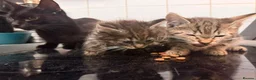 Domestic Shorthair cats for sale: Cat o' Fam ♥️ 💖 💓  - Advert 12