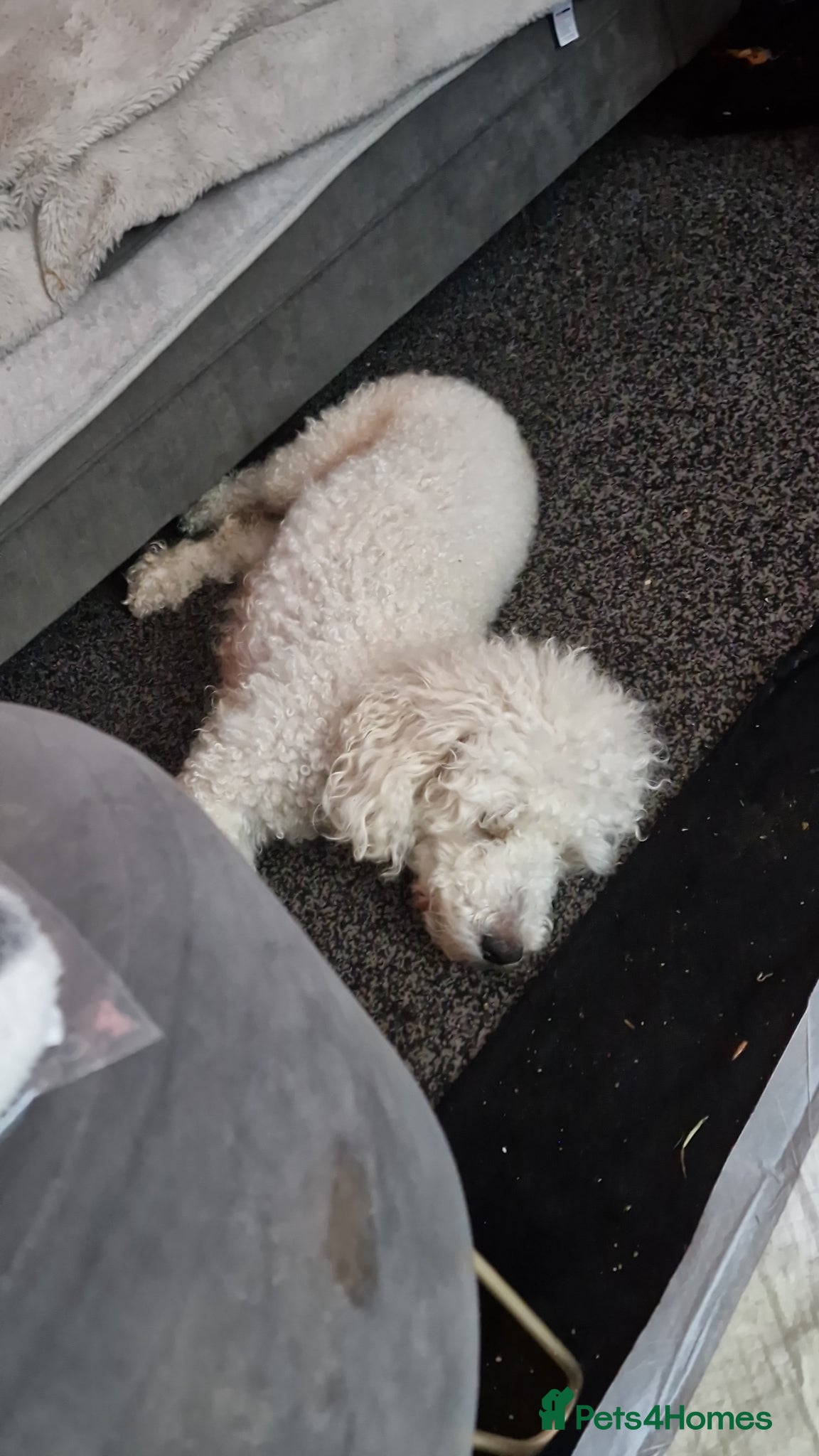Mixed Breed dogs Miniature poodle cross Jorkie puppies for sale  - Advert 2