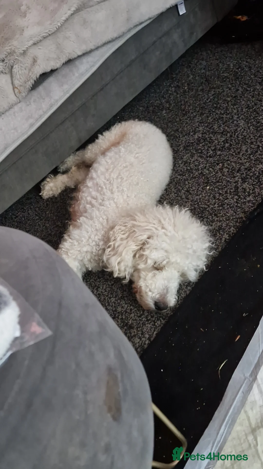 Mixed Breed dogs for sale: Miniature poodle cross puppies for sale  - Advert 2